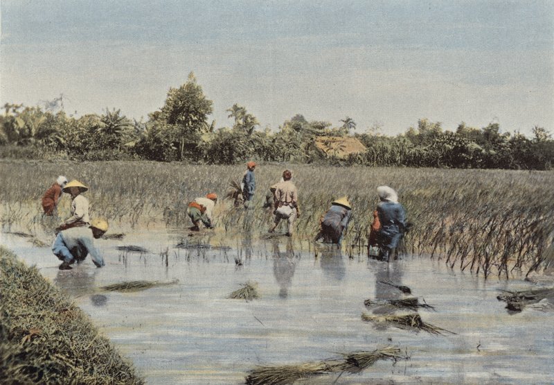 Rice Harvest by European Photographer