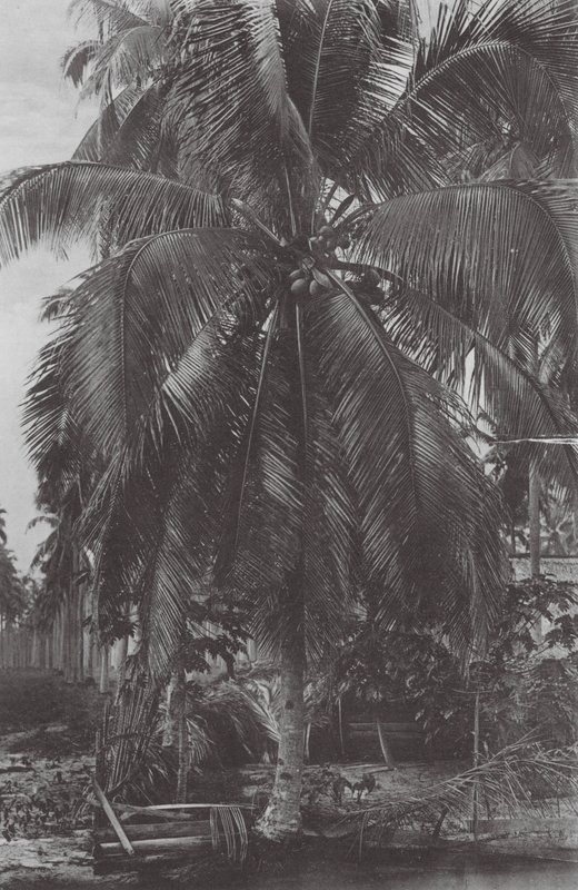 Singapore: Cocoanut Tree by (after) English photographer