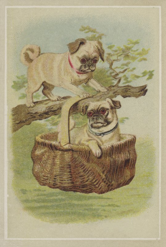 Pug Dogs by American School