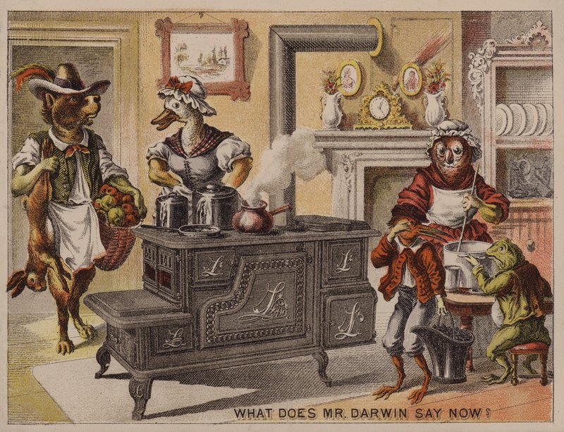 What Does Mr. Darwin Say Now? American Trade Card for the Leader Cooking Stoves Manufactured by Eddy, Corse & Co, Troy, New York by American School