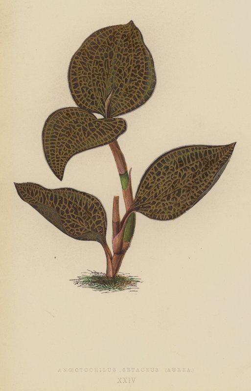 Anoectochilus Setaceus, Aurea by English School