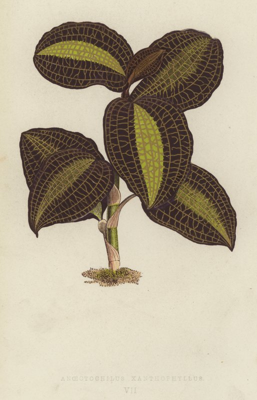 Anoectochilus Xanthophyllus by English School