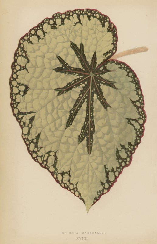 Begonia Marshallii by English School