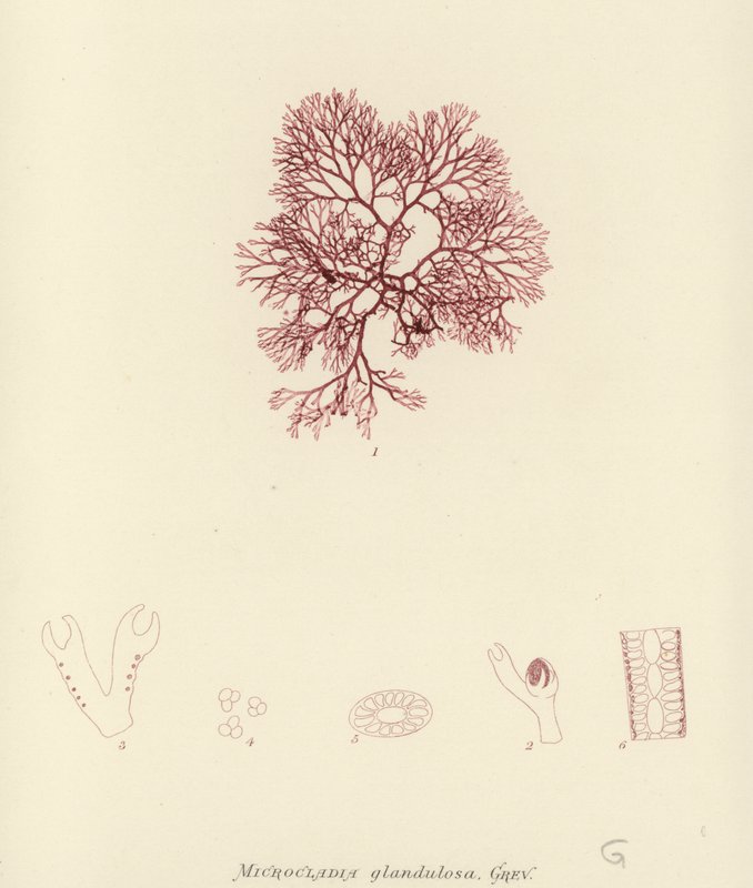 British Sea-Weed by English School