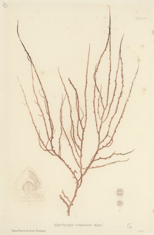 British Sea-Weed by English School