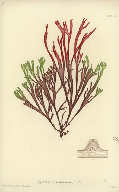British Sea-Weed by English School