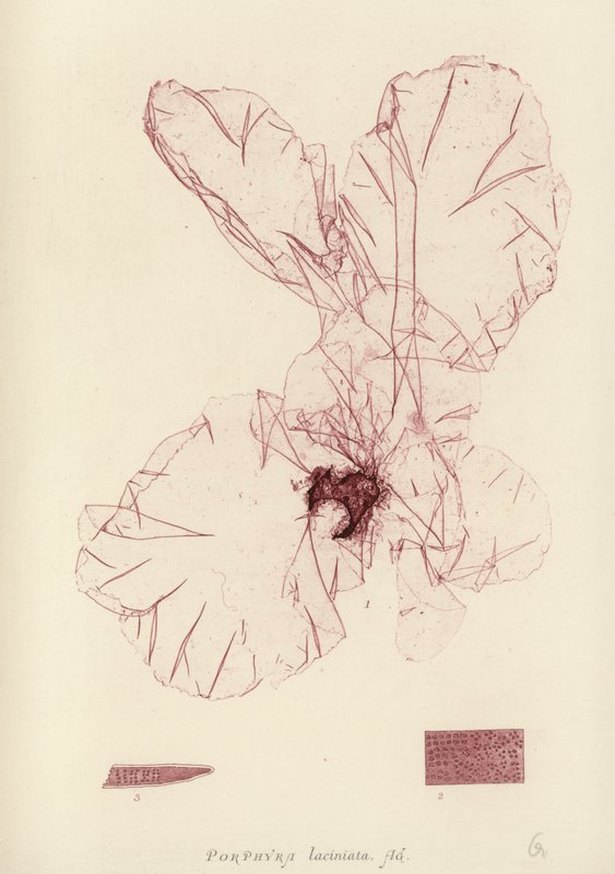 British Sea-Weed by English School