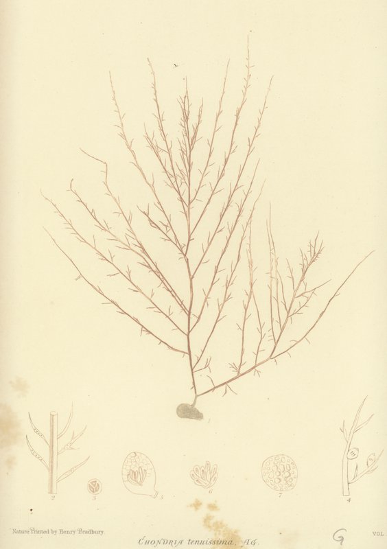 British Sea-Weed by English School