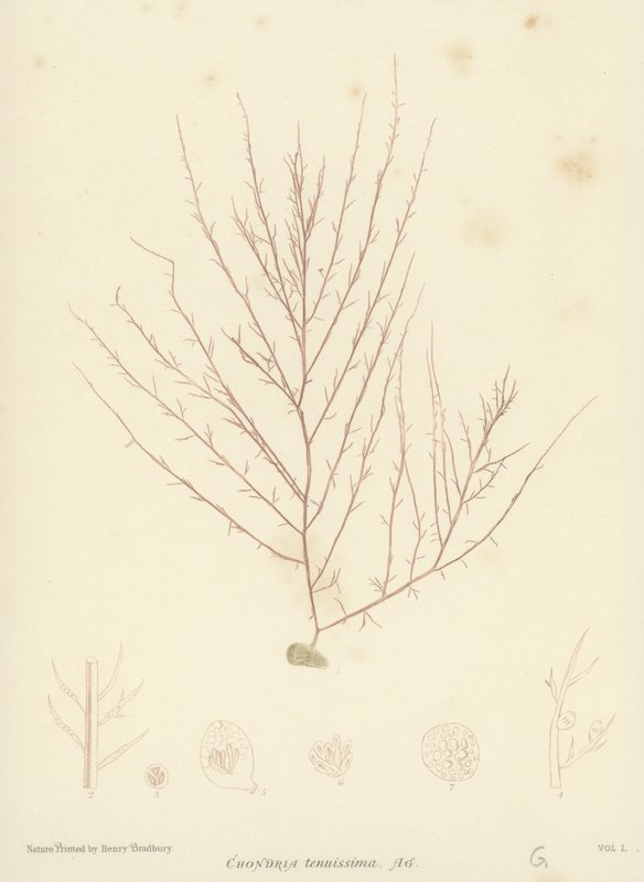 British Sea-Weed by English School