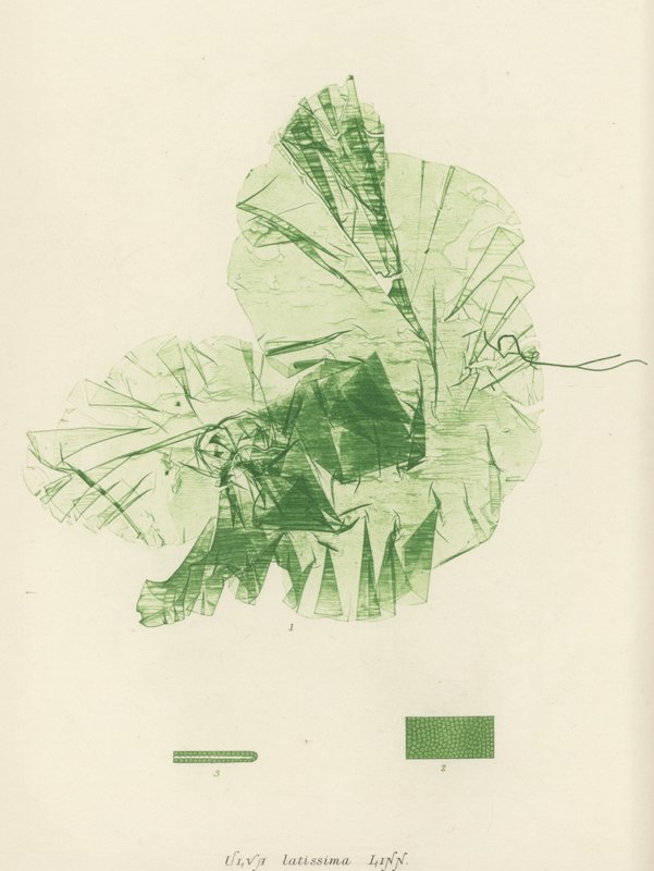 British Sea-Weed by English School