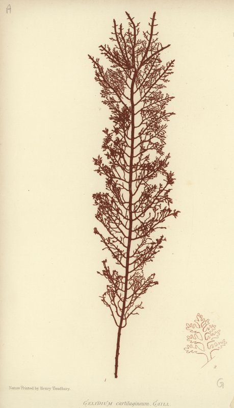 British Sea-Weed by English School