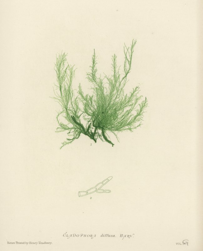 British Sea-Weed by English School