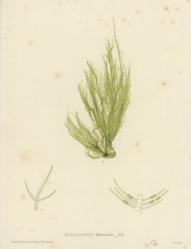 British Sea-Weed by English School