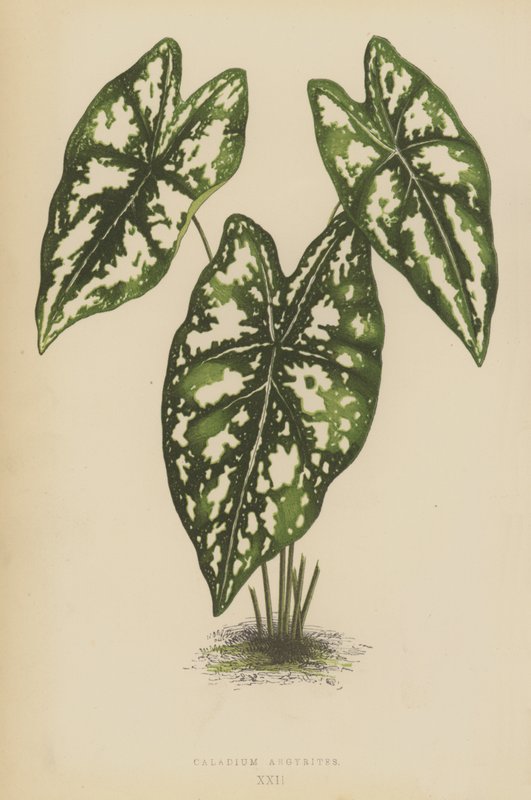 Caladium Argyrites by English School
