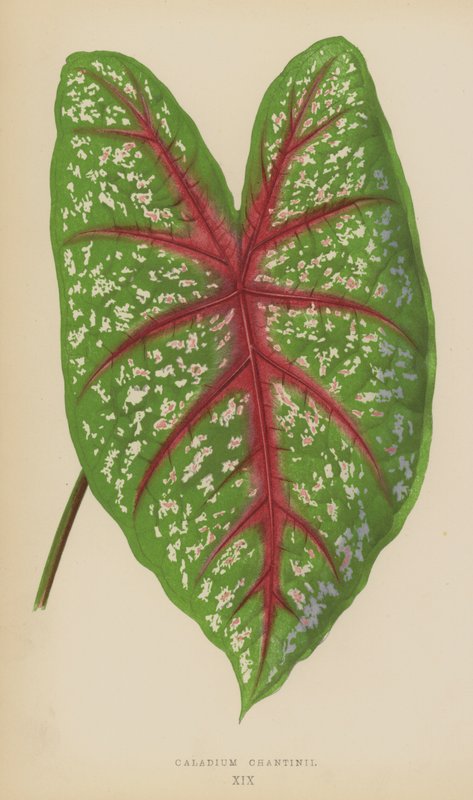 Caladium Chantinii by English School