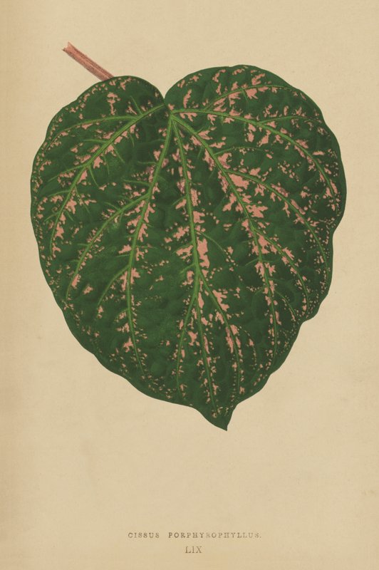 Cissus Porphyrophyllus by English School