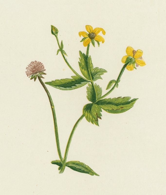 Common Avens by English School