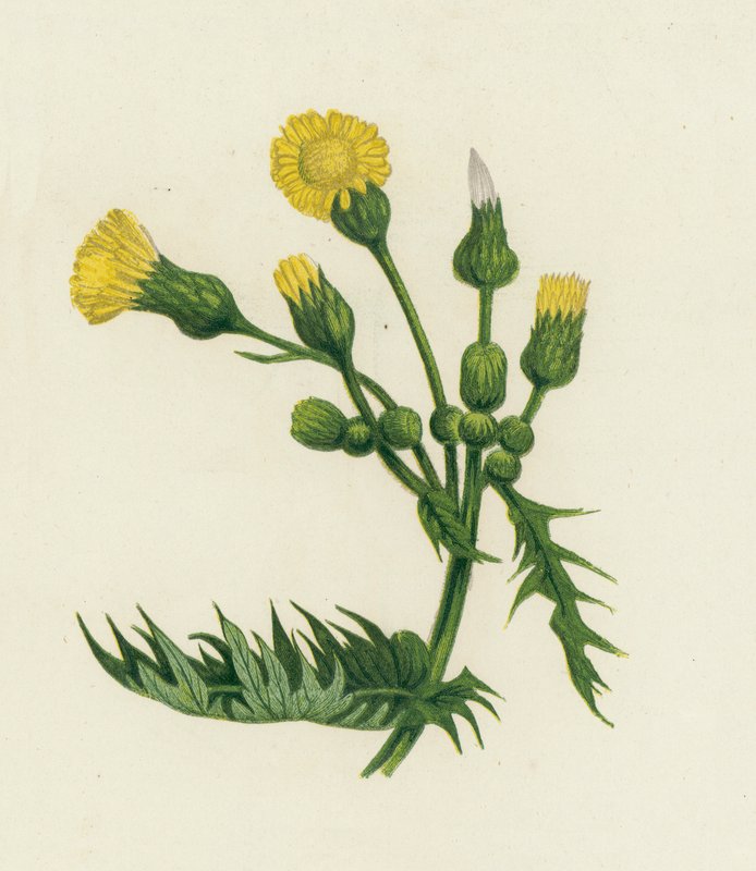 Common Sow-Thistle by English School