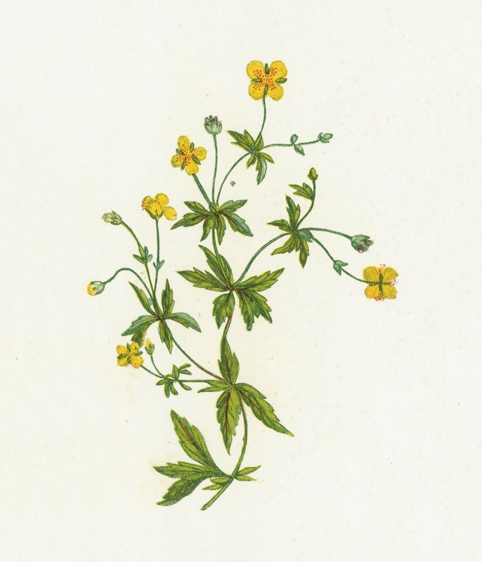 Common Tormentil by English School