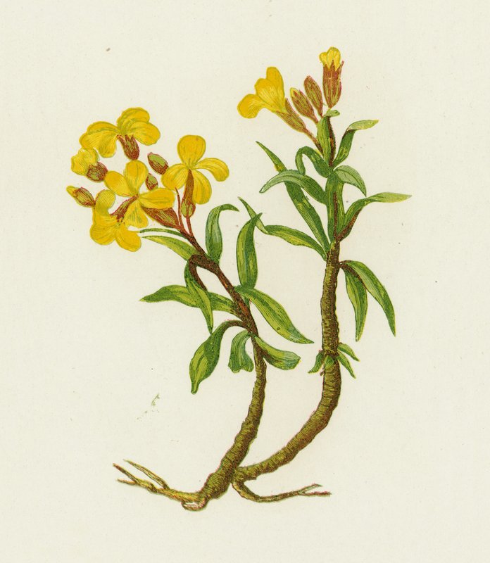 Common Wallflower by English School
