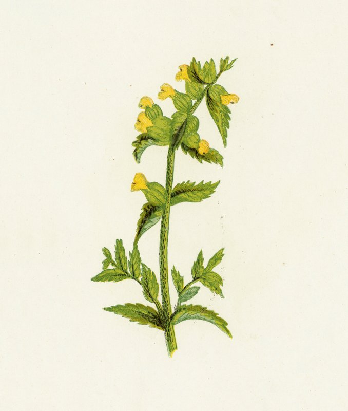 Common Yellow Rattle by English School