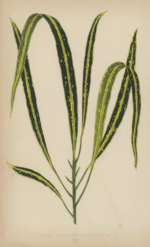 Croton Variegatum Angustifolium by English School