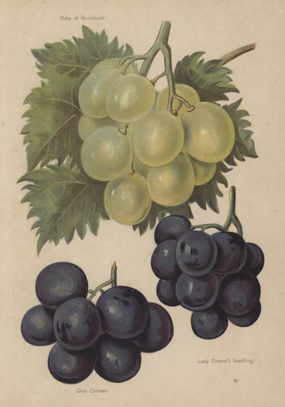 Duke of Buccleuch, Gros Colman, Lady Downes Seedling by English School