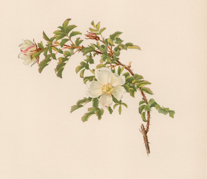 English Rose by English School