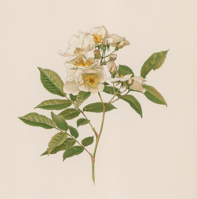 English Rose by English School