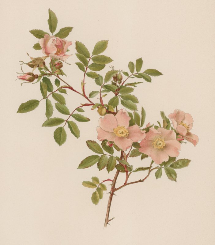 English Rose by English School