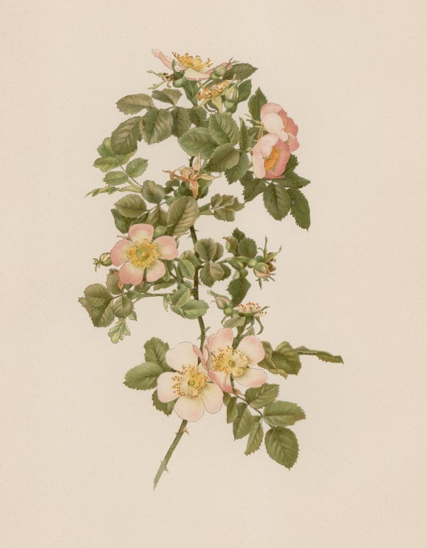 English Rose by English School
