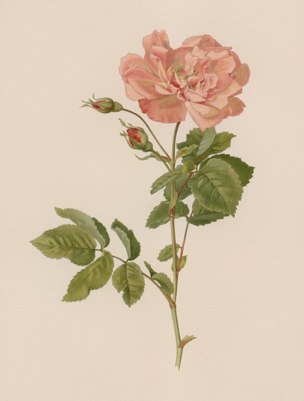 English Rose by English School