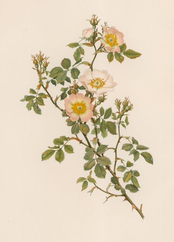 English Rose by English School