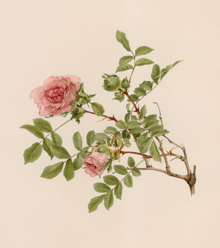 English Rose by English School