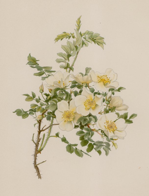 English Rose by English School