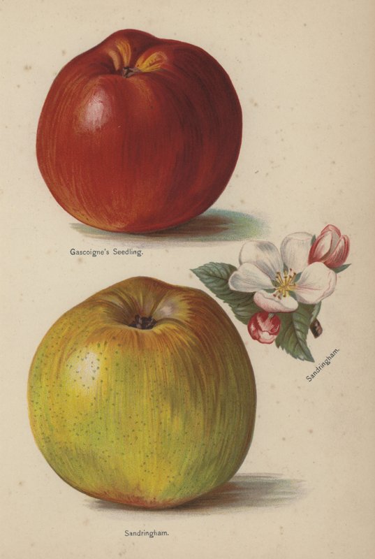 Gascoignes Seedling, Sandringham by English School