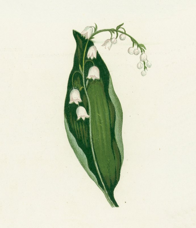 Lily of the Valley by English School