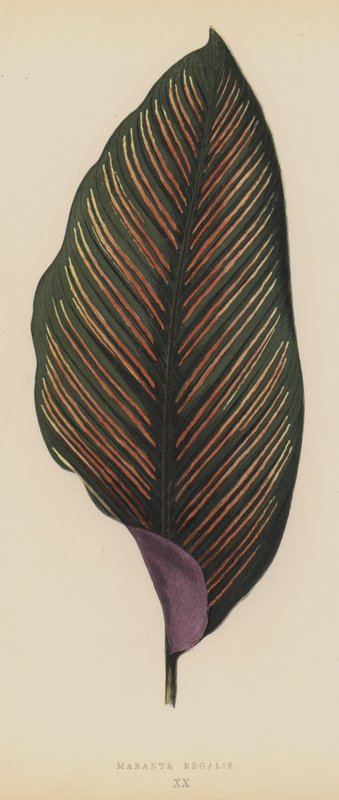 Maranta Regalis by English School