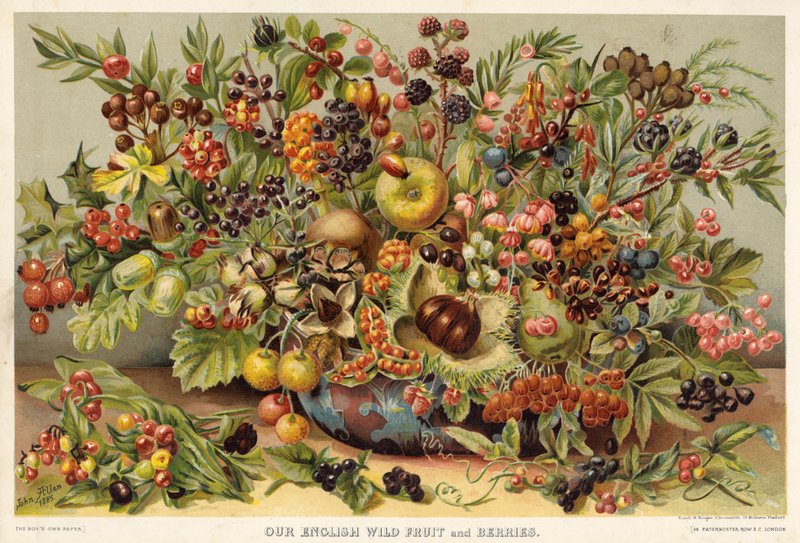 Our English Wild Fruit and Berries by English School
