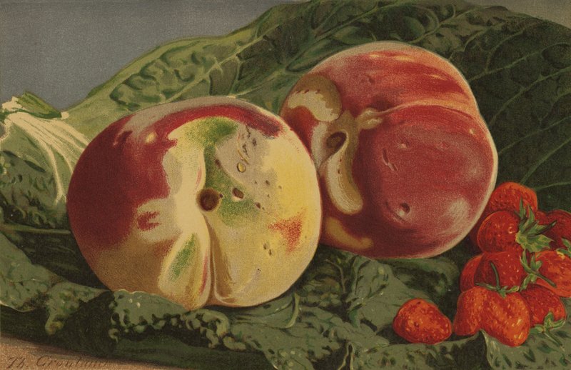 Peaches and Strawberries by English School