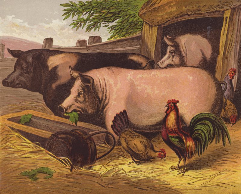 Pigs by English School