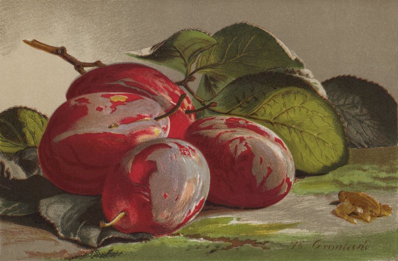 Plums by English School