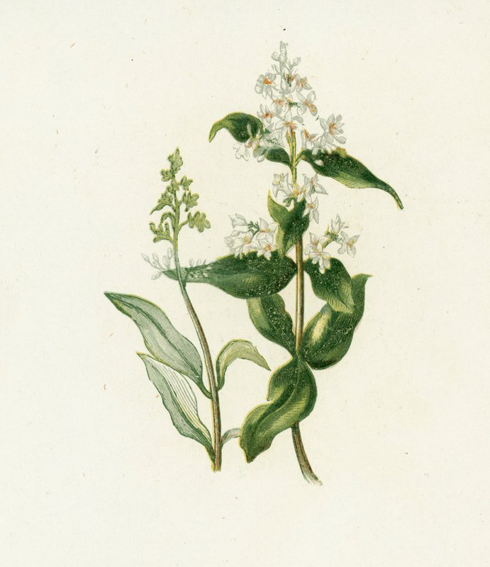 Privet, Ligustrum Vulgare by English School