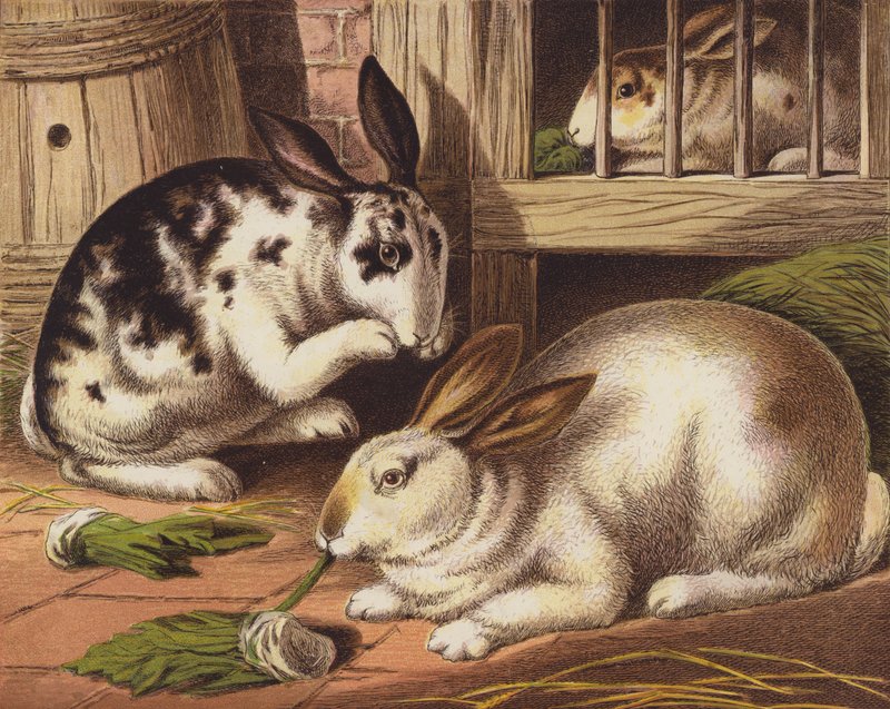 Rabbits by English School