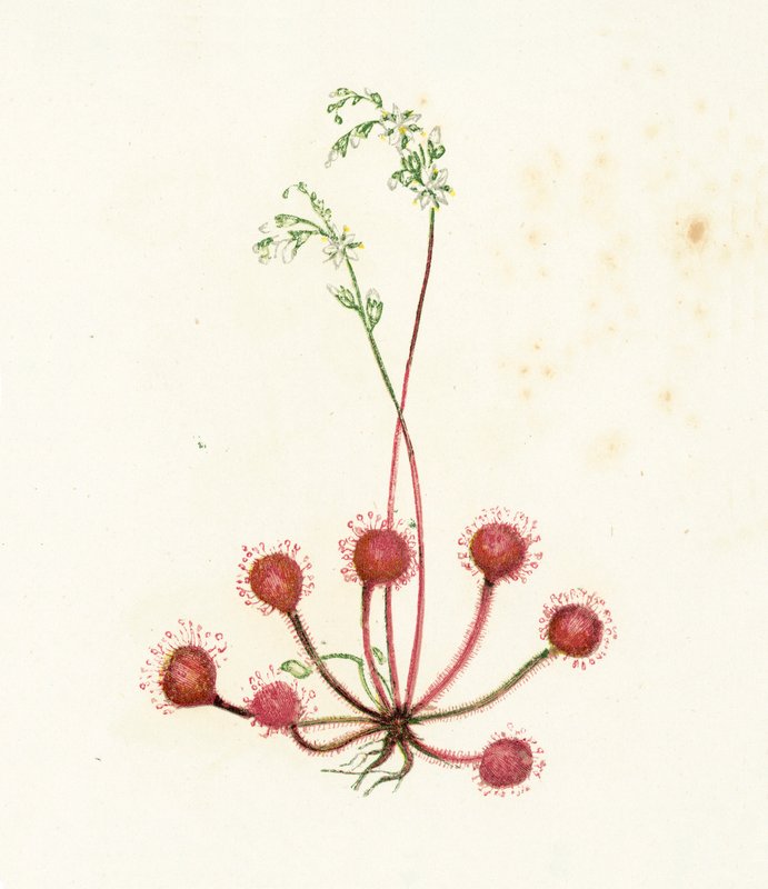 Round-Leaved Sundew, Drosera Rotundifolia by English School