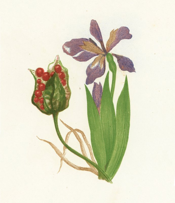 Stinking Iris, Iris Foetidissima by English School