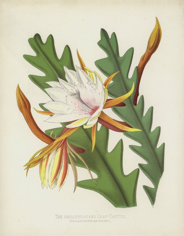 The Anglebearing Leaf-Cactus by English School