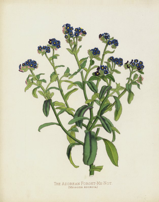 The Azorean Forget-Me-Not by English School