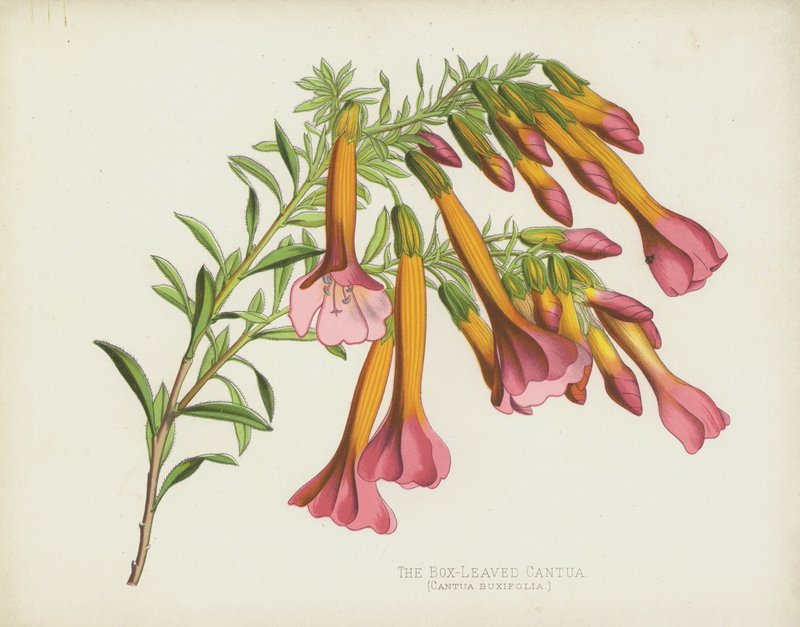 The Box-Leaved Cantua by English School