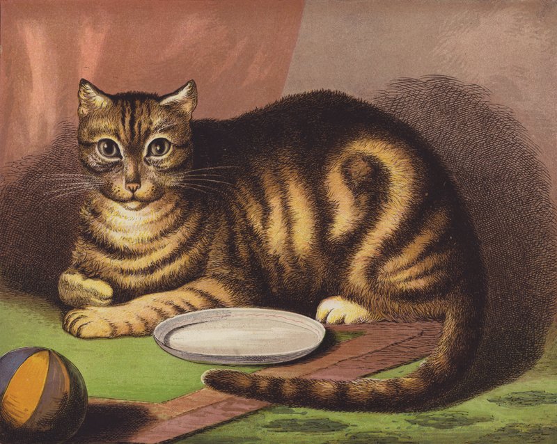 The Cat by English School
